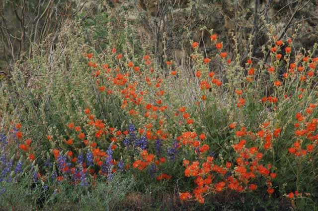 globe mallow off the road of Highway 60